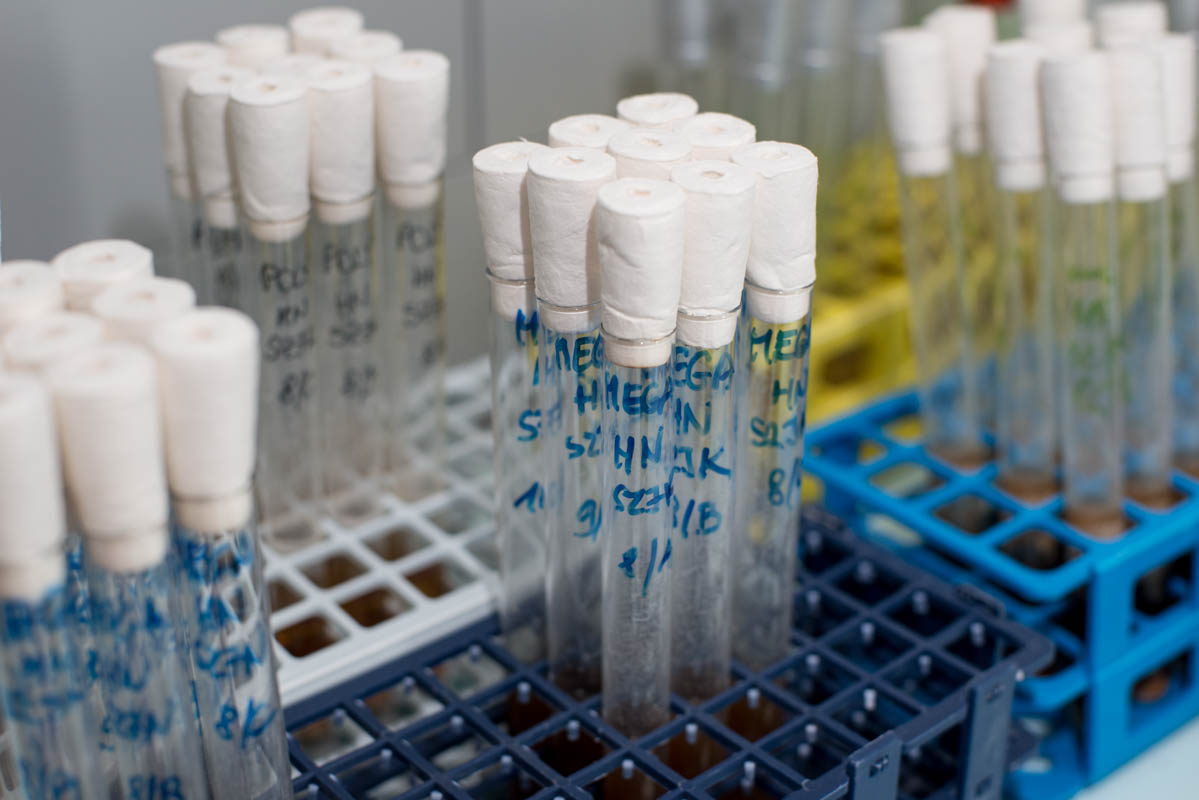 Biostimulátor fejlesztés — laboratóriumi kutatás